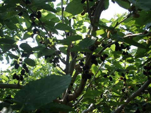2011/06/06の写真